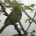 Black-faced Bunting